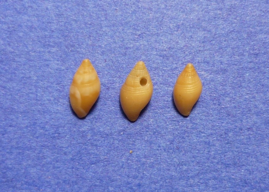 Mitromorpha...?